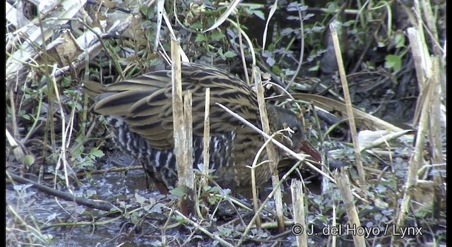  - Brown-cheeked Rail