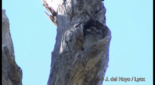 Australian Owlet-nightjar - ML201374601