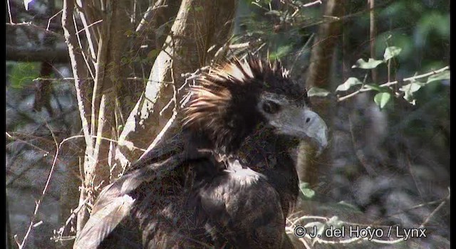 Wedge-tailed Eagle - ML201374641
