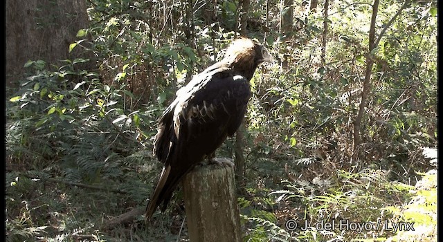 Wedge-tailed Eagle - ML201374651