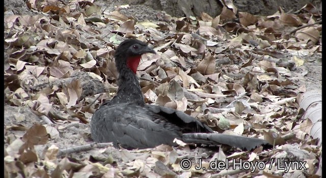Crested Guan - ML201374991