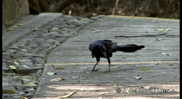 Great-tailed Grackle (Great-tailed) - ML201375081