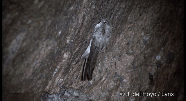 Indian Swiftlet - ML201375141