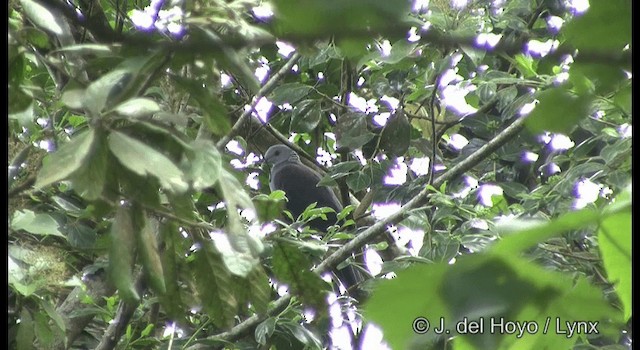 Nilgiri Wood-Pigeon - ML201375151