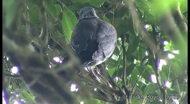 Nilgiri Wood-Pigeon - ML201375161