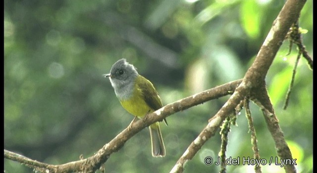 Gray-headed Canary-Flycatcher - ML201375171