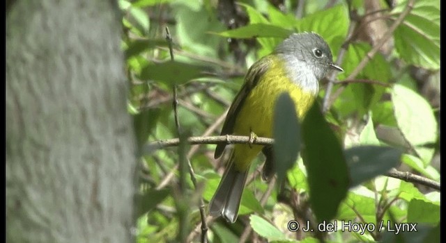 Gray-headed Canary-Flycatcher - ML201375181