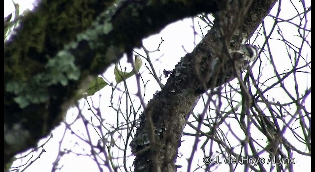 Brown-capped Pygmy Woodpecker - ML201375191