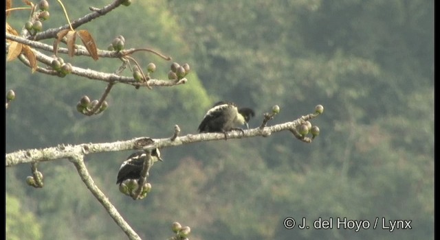 Heart-spotted Woodpecker - ML201375221