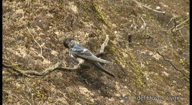 Hill Swallow - ML201375241