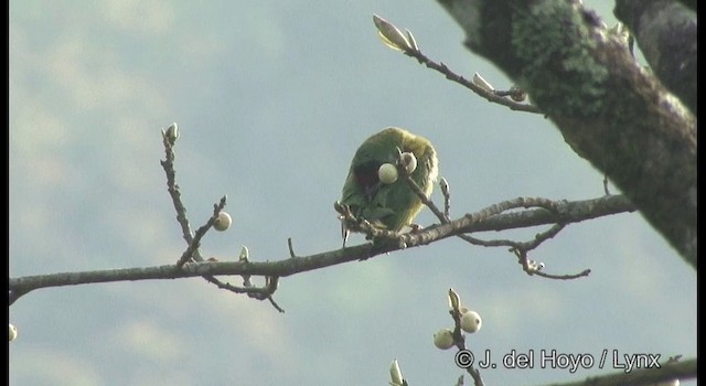  - Malabar Barbet
