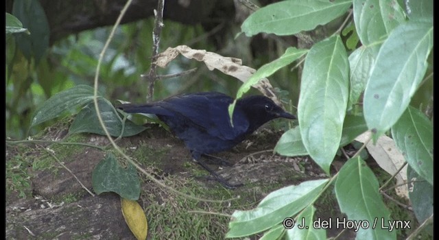 Малабарская синяя птица - ML201375371