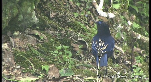 Малабарская синяя птица - ML201375381