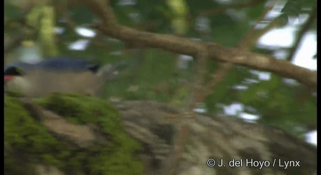 Velvet-fronted Nuthatch - ML201375481