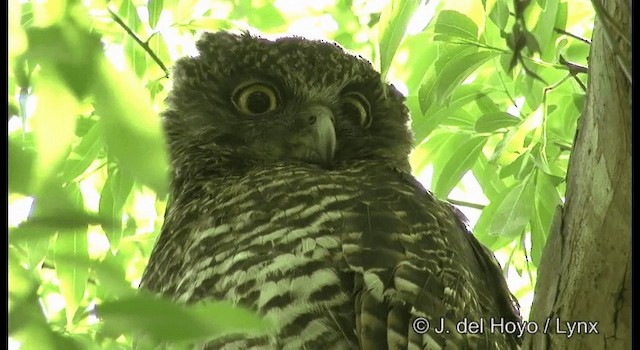 Powerful Owl - ML201375611