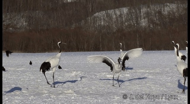 Red-crowned Crane - ML201375691