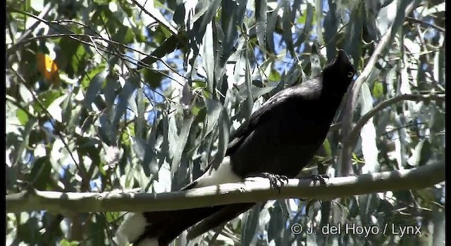 Pied Currawong - ML201375911