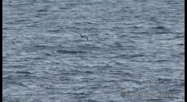 Albatros à pieds noirs - ML201376181