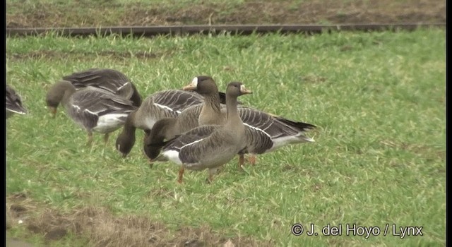 Greater White-fronted Goose (Western) - ML201376531