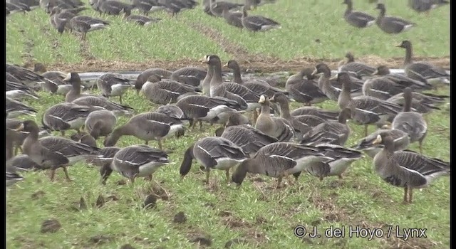 Greater White-fronted Goose (Western) - ML201376571