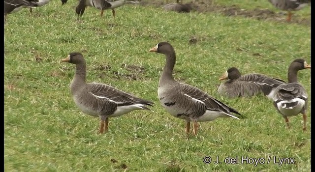 Greater White-fronted Goose (Western) - ML201376581