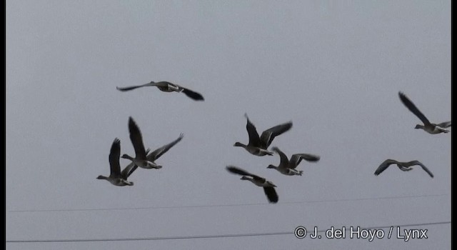 Greater White-fronted Goose (Western) - ML201376591