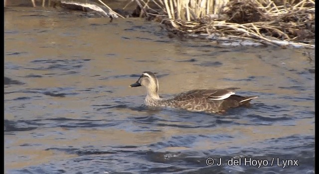 Eastern Spot-billed Duck - ML201376811