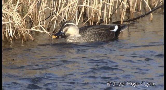 Eastern Spot-billed Duck - ML201376821