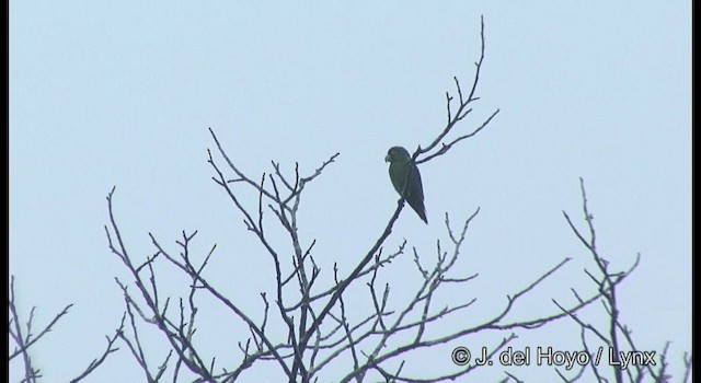 Golden-winged Parakeet - ML201377071