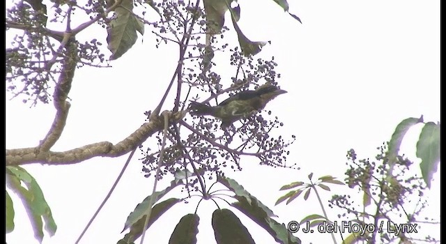 Brown-chested Barbet - ML201377101