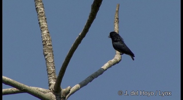 Swallow-winged Puffbird - ML201377121