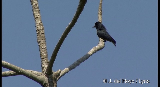 Swallow-winged Puffbird - ML201377131