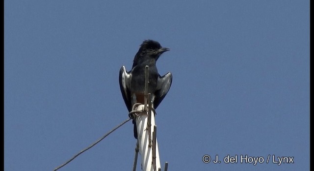 Swallow-winged Puffbird - ML201377141