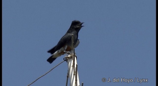 Swallow-winged Puffbird - ML201377151