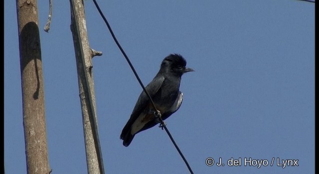 Swallow-winged Puffbird - ML201377161