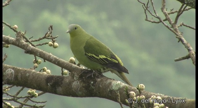 Gray-fronted Green-Pigeon - ML201377271