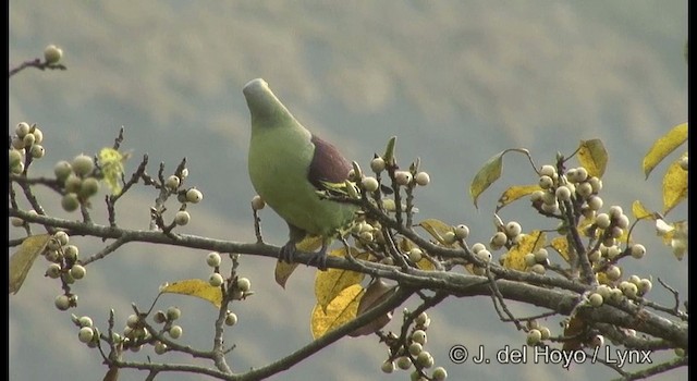 Серолобый зелёный голубь - ML201377281