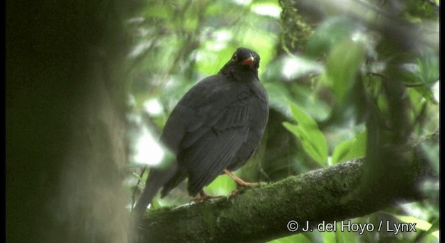 Indian Blackbird (Indian) - ML201377311