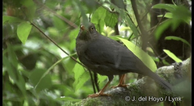 Indian Blackbird (Indian) - ML201377321