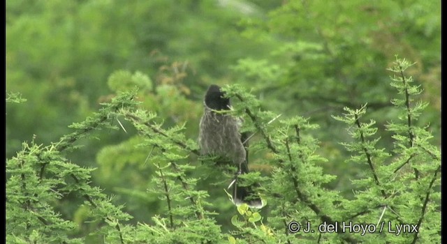 Red-vented Bulbul - ML201377621