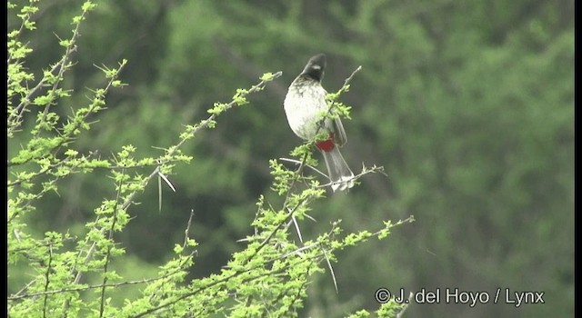 Red-vented Bulbul - ML201377631