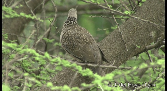 Spotted Dove (Western) - ML201377661