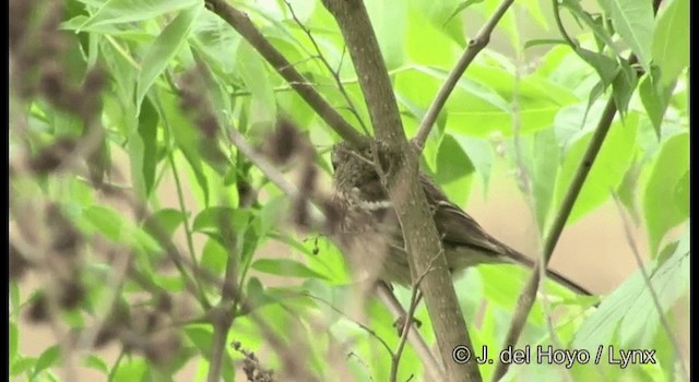 Long-tailed Rosefinch - ML201377751