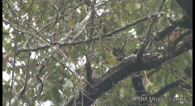 White-backed Woodpecker (White-backed) - ML201377911