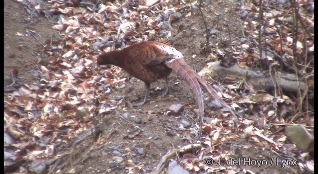 Copper Pheasant - ML201377981
