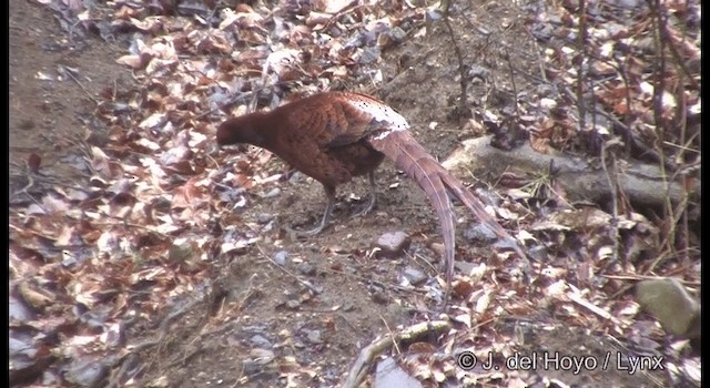 ヤマドリ Ebird