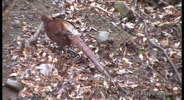 ヤマドリ Ebird