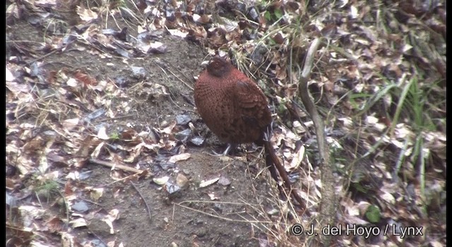 ヤマドリ Ebird