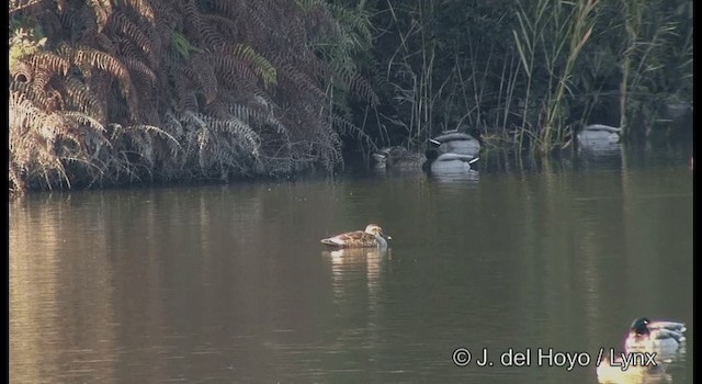 Eastern Spot-billed Duck - ML201378751