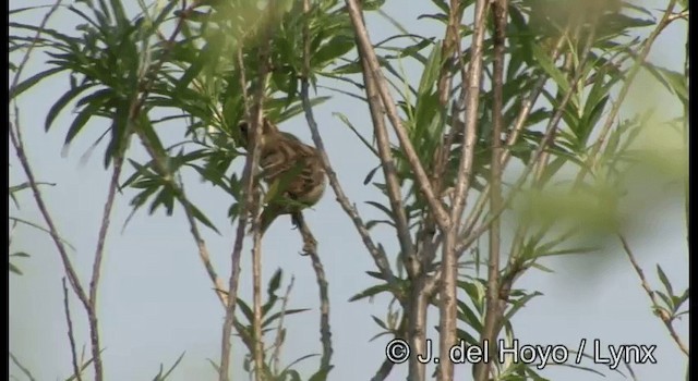 Yellow-breasted Bunting - ML201378981